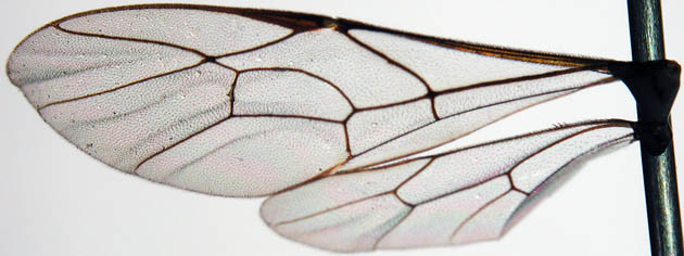 Latibulus nigrinotum